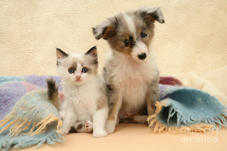 Kitten And Pup #37 Photograph by Jane Burton