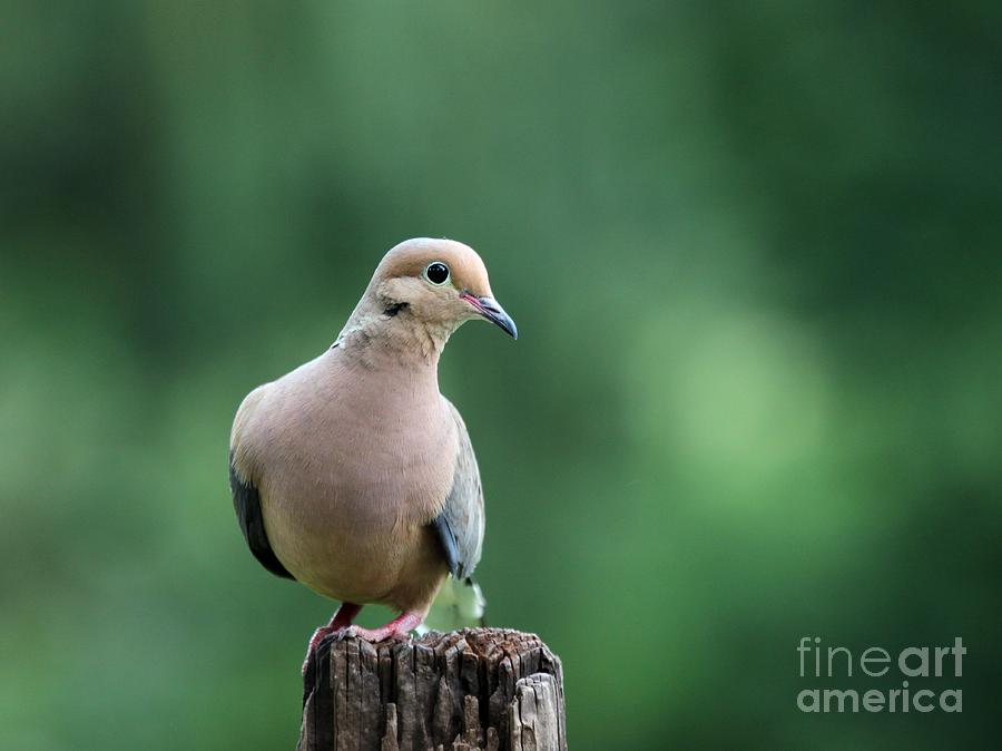 Mourning Dove #37 Photograph by Jack R Brock