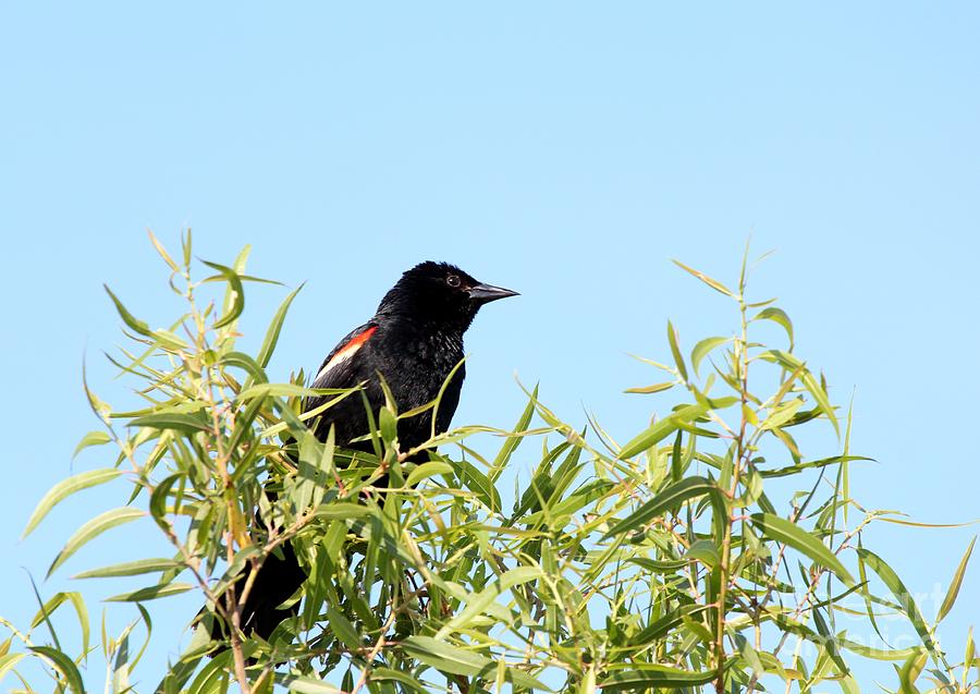 Red-winged Blackbird #37 Photograph by Jack R Brock