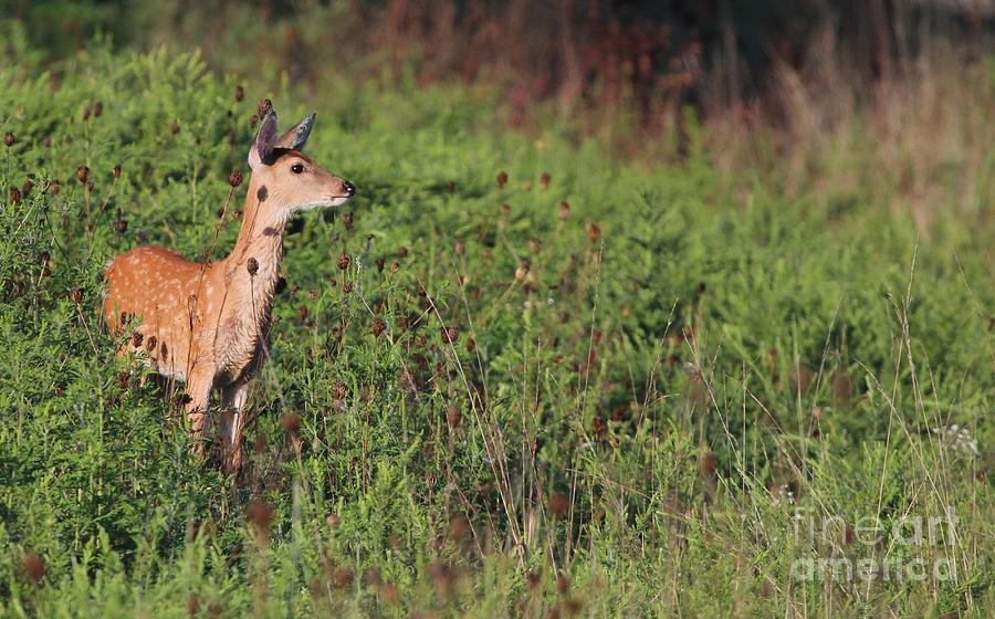 White-tailed Deer #37 Photograph by Jack R Brock