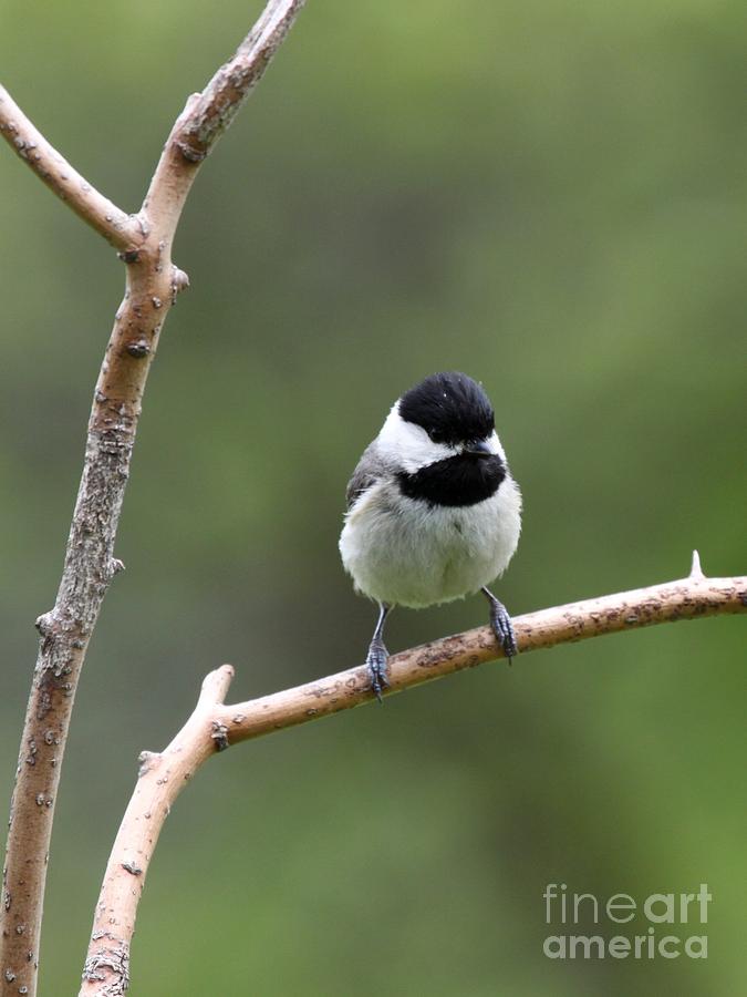 Black-capped Chickadee #38 Photograph by Jack R Brock