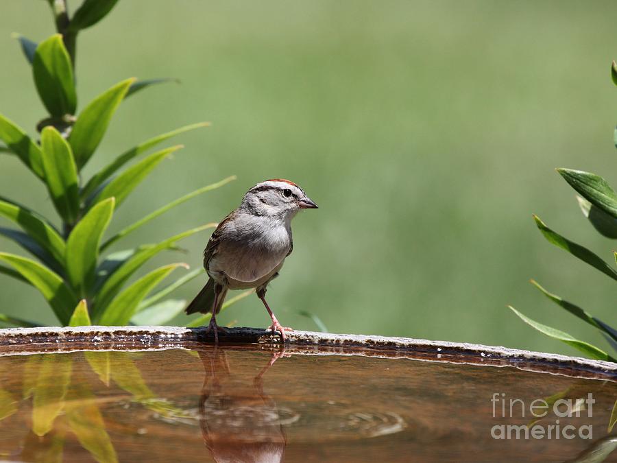 Chipping Sparrow #38 Photograph by Jack R Brock