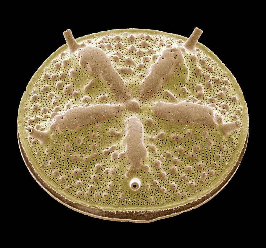 Nature Photograph - Diatom, Sem #38 by Steve Gschmeissner