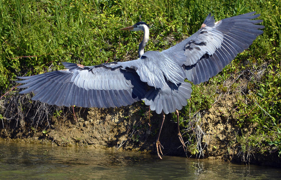 Great Blue Heron #38 Photograph by Brian Stevens