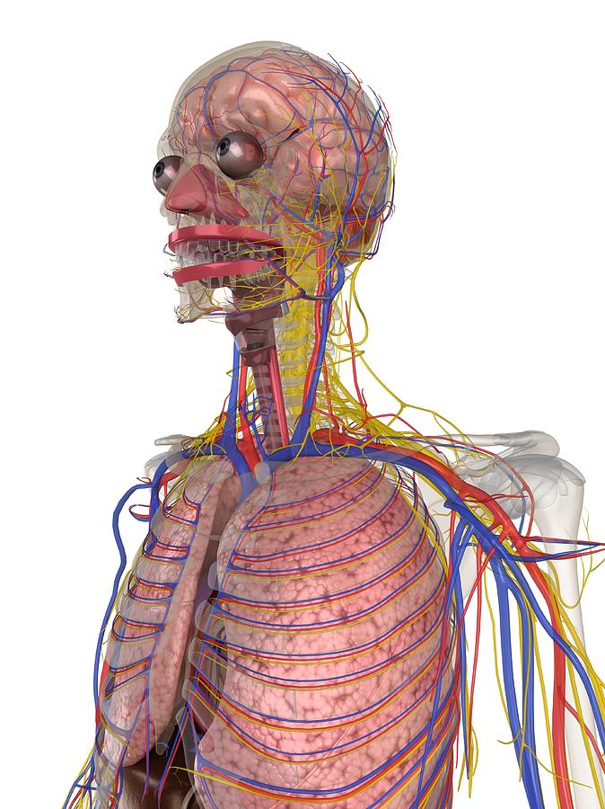 Human Anatomy, Artwork #38 Digital Art by Sciepro