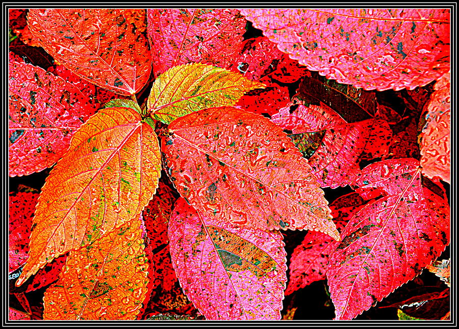 Leaves #38 Photograph by Anand Swaroop Manchiraju