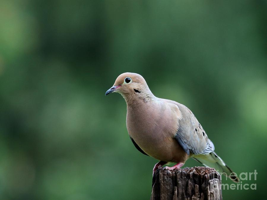 Mourning Dove #38 Photograph by Jack R Brock