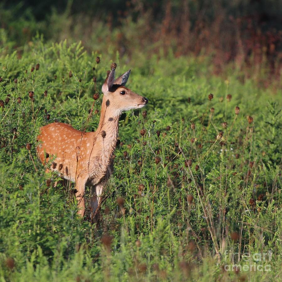 White-tailed Deer #38 Photograph by Jack R Brock
