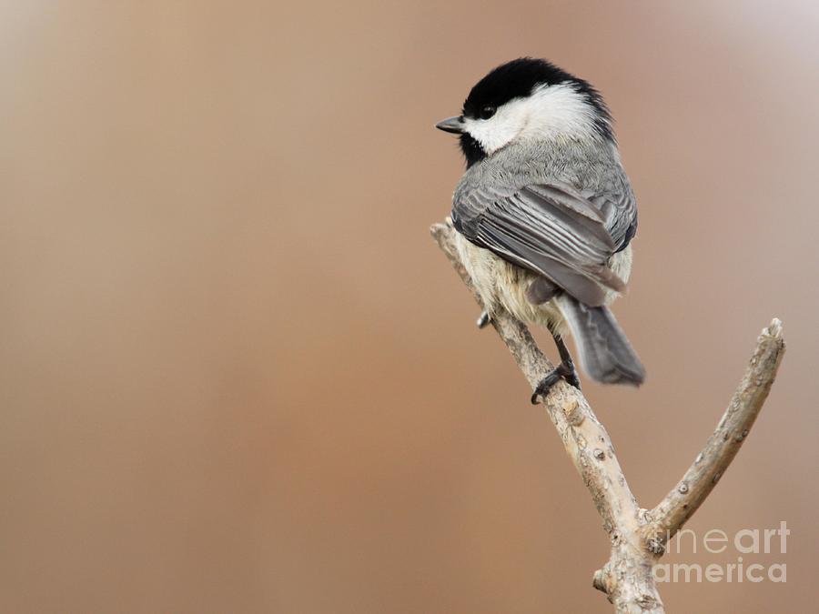 Black-capped Chickadee #39 Photograph by Jack R Brock