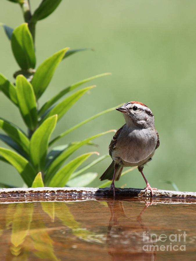 Chipping Sparrow #39 Photograph by Jack R Brock