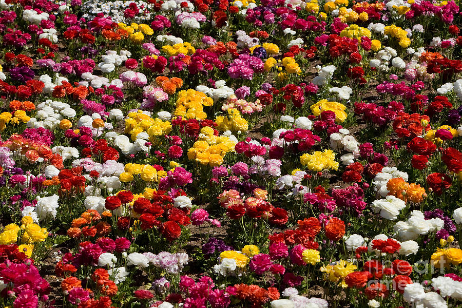 Flower Fields #39 Photograph by Daniel  Knighton