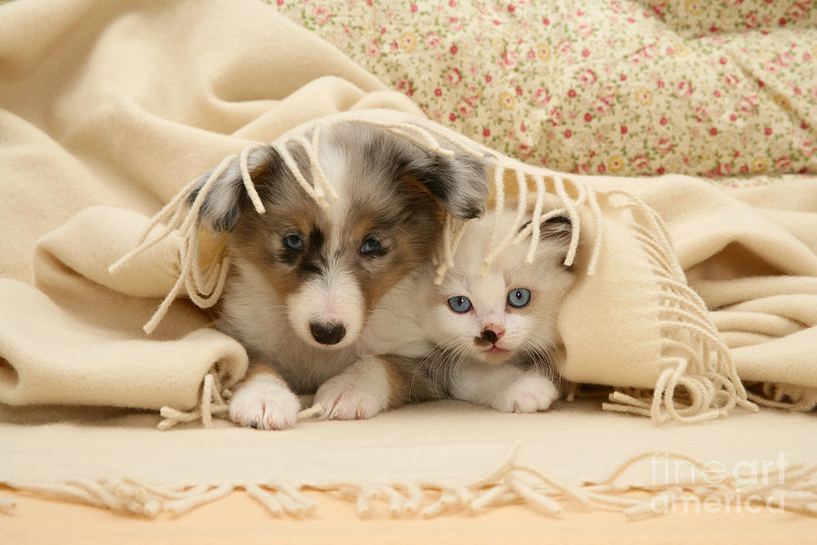 Kitten And Pup #39 Photograph by Jane Burton