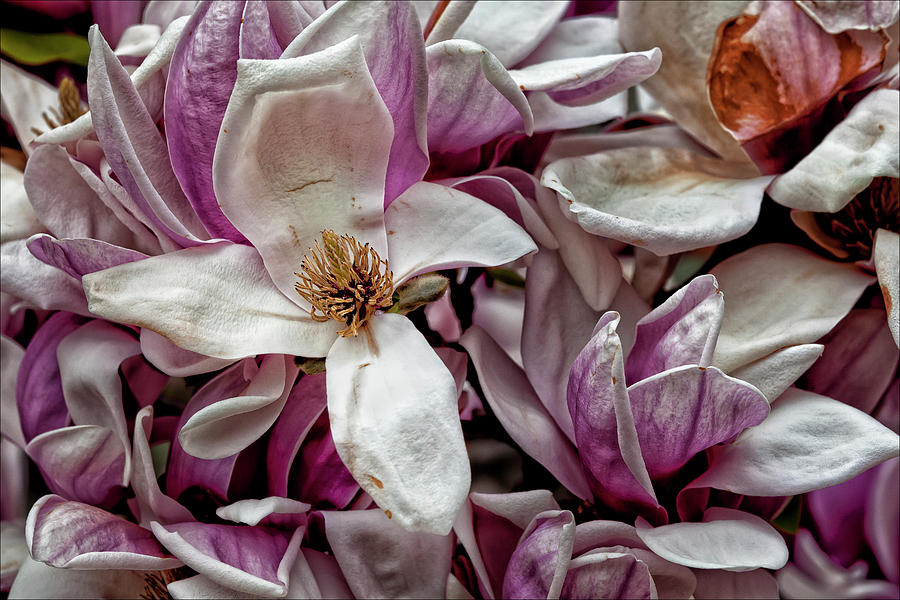 Magnolia Blossoms #39 Photograph by Robert Ullmann