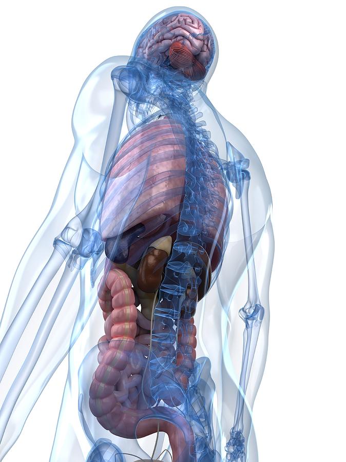 Male Anatomy, Artwork #39 Digital Art by Sciepro