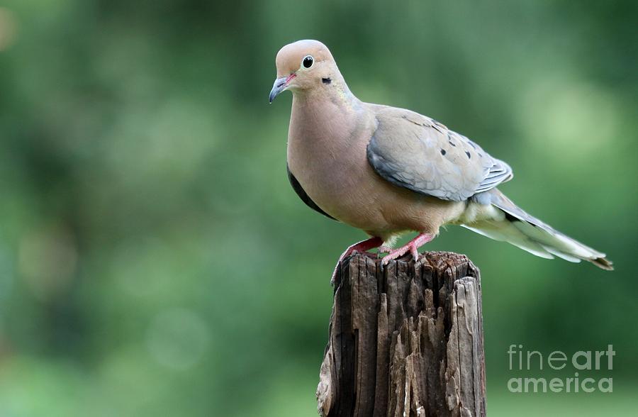 Mourning Dove #39 Photograph by Jack R Brock