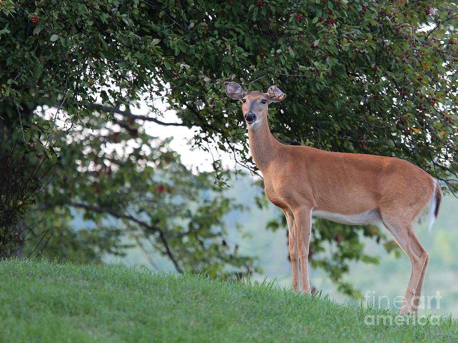 White-tailed Deer #39 Photograph by Jack R Brock