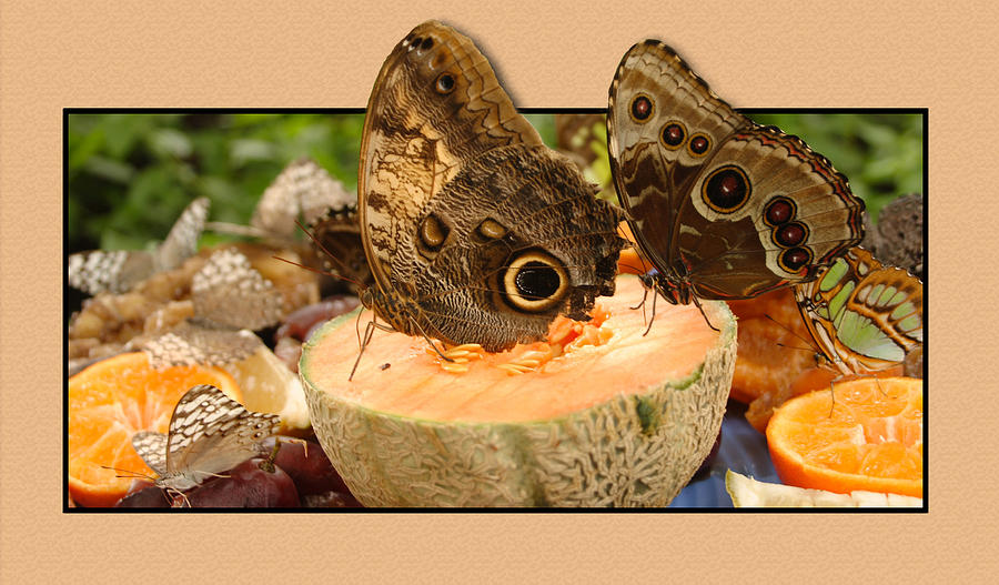3D Owl Butterfly Photograph by Cindy Haggerty