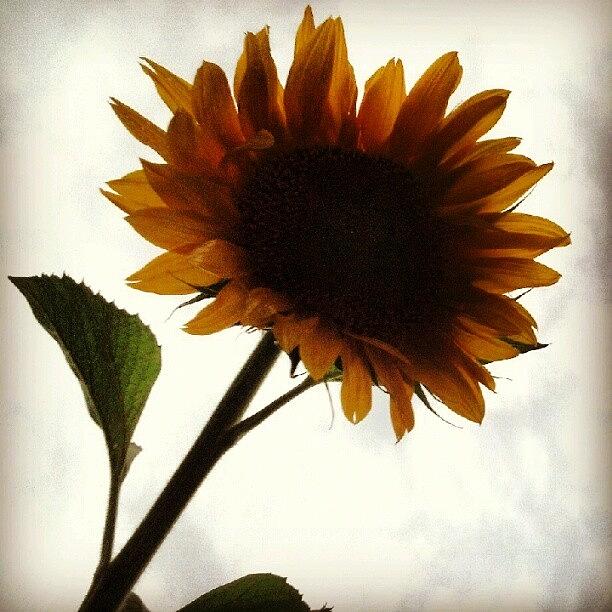 Sunflower Photograph -  #4 by Kaity Craven