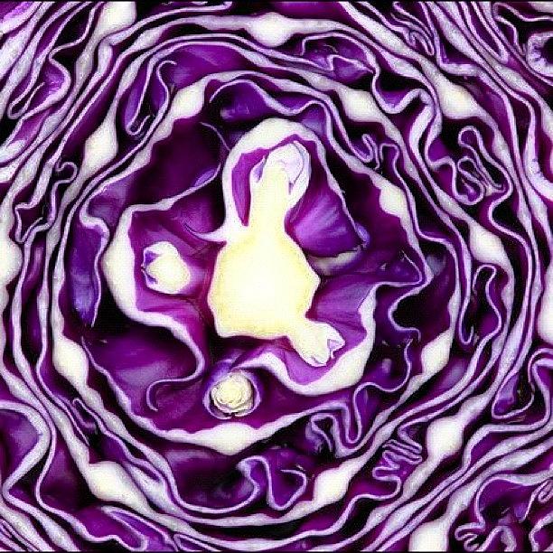 Cabbage Photograph -  #4 by Sandra Lira