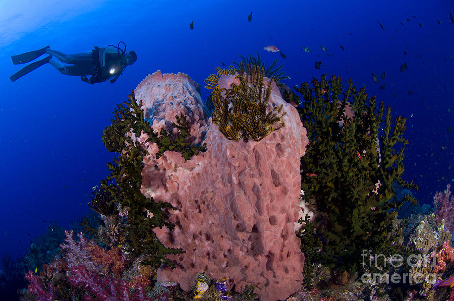 A Diver Looks On At A Giant Barrel #4 Photograph by Steve Jones