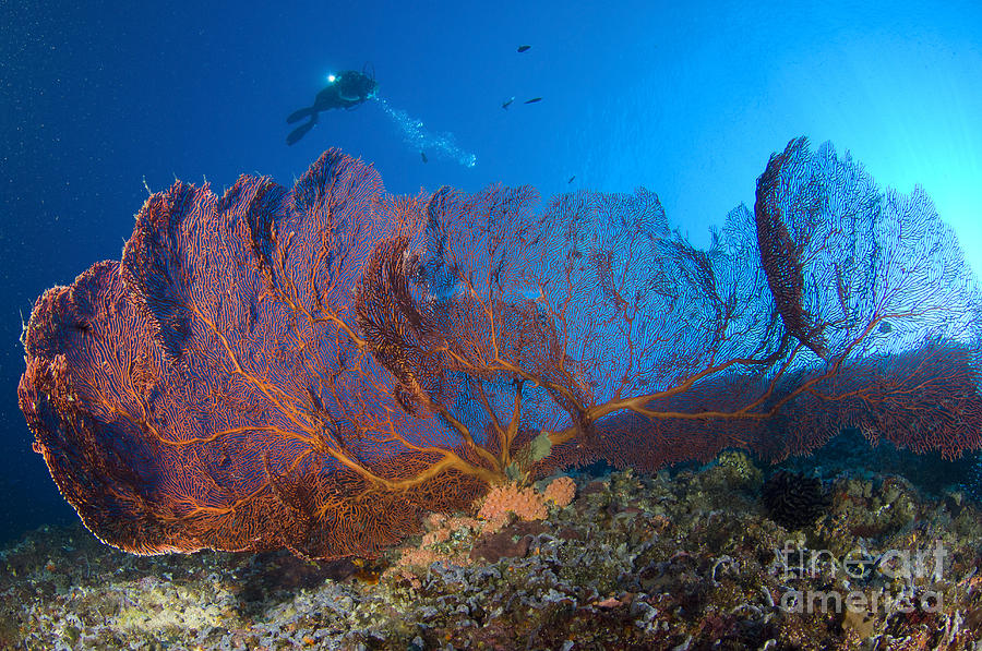 A Diver Looks On At Large Gorgonian Sea #4 Photograph by Steve Jones