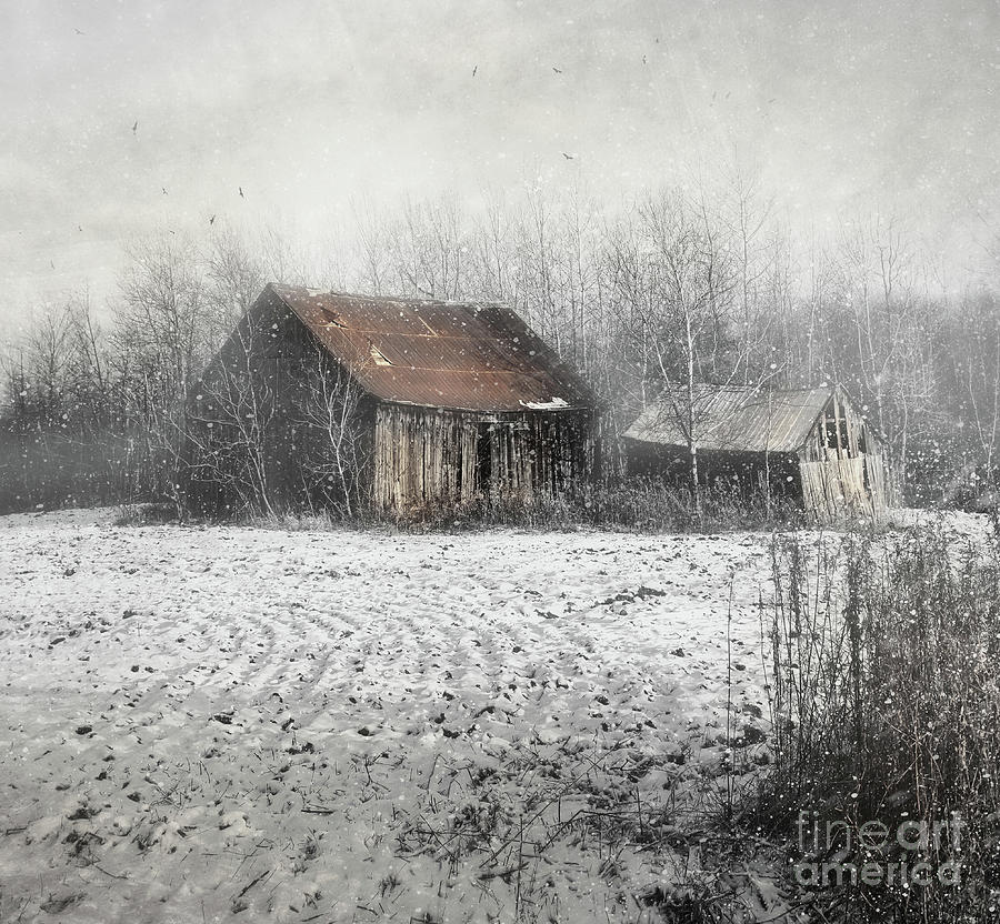 Nature Photograph - Abandoned barn with snow falling #4 by Sandra Cunningham