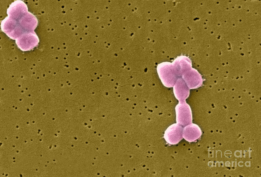 Acinetobacter Baumannii Bacteria, Sem #4 Photograph by Science Source