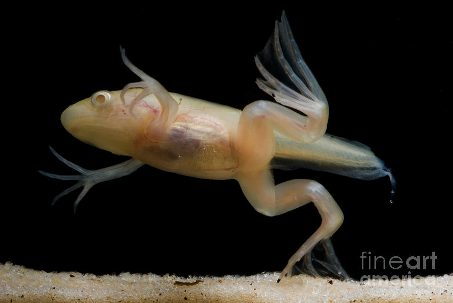 Animal Photograph - African Clawed Frog Tadpole #4 by Dante Fenolio