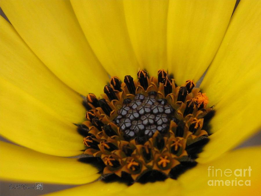 African Daisy named African Sun #4 Photograph by J McCombie