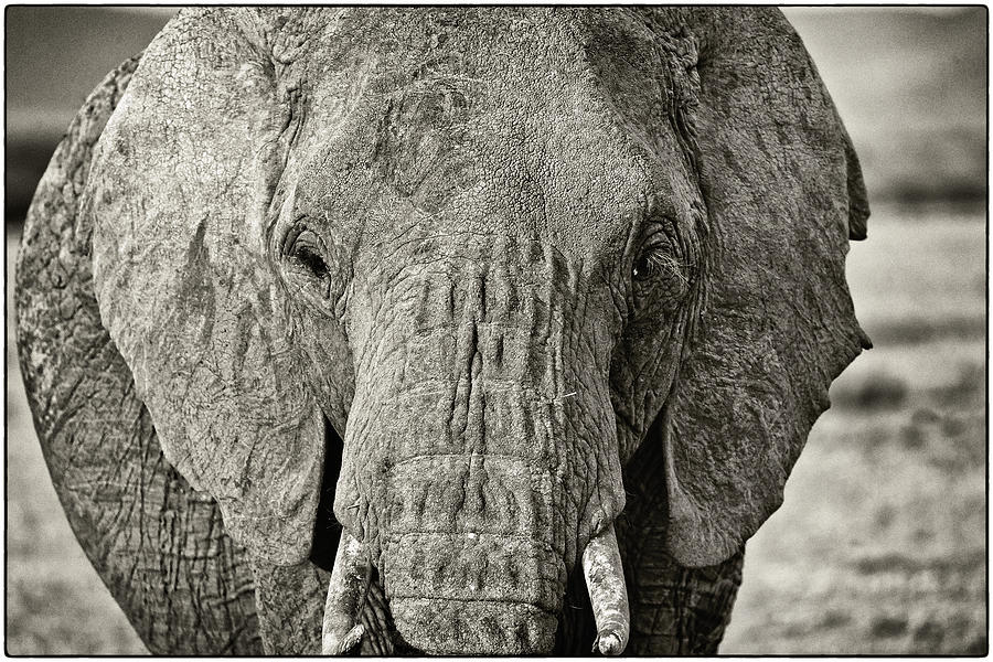 African Elephant in the Masai Mara #5 Photograph by Perla Copernik