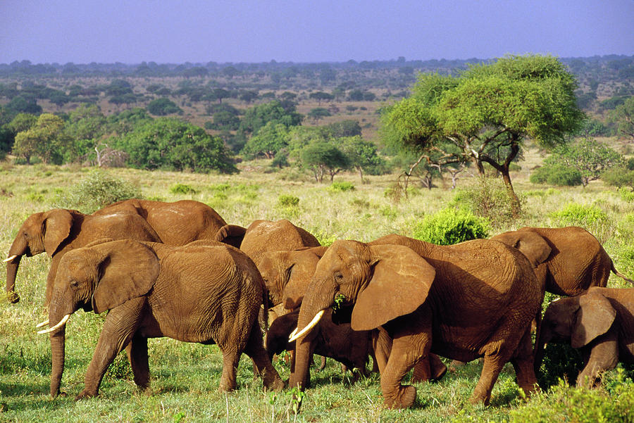 African Elephant Loxodonta Africana #4 Photograph by Gerry Ellis