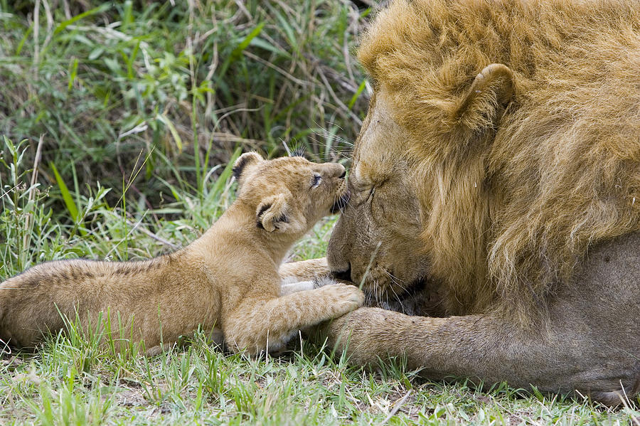 African Lion Cub Playing With Adult #4 Photograph by Suzi Eszterhas