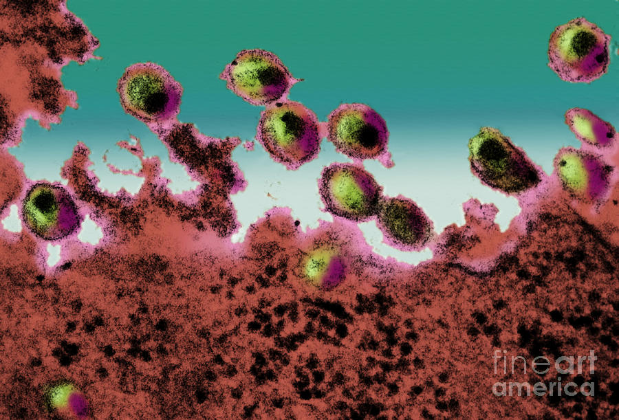 Aids Virus, Tem #4 Photograph by Science Source