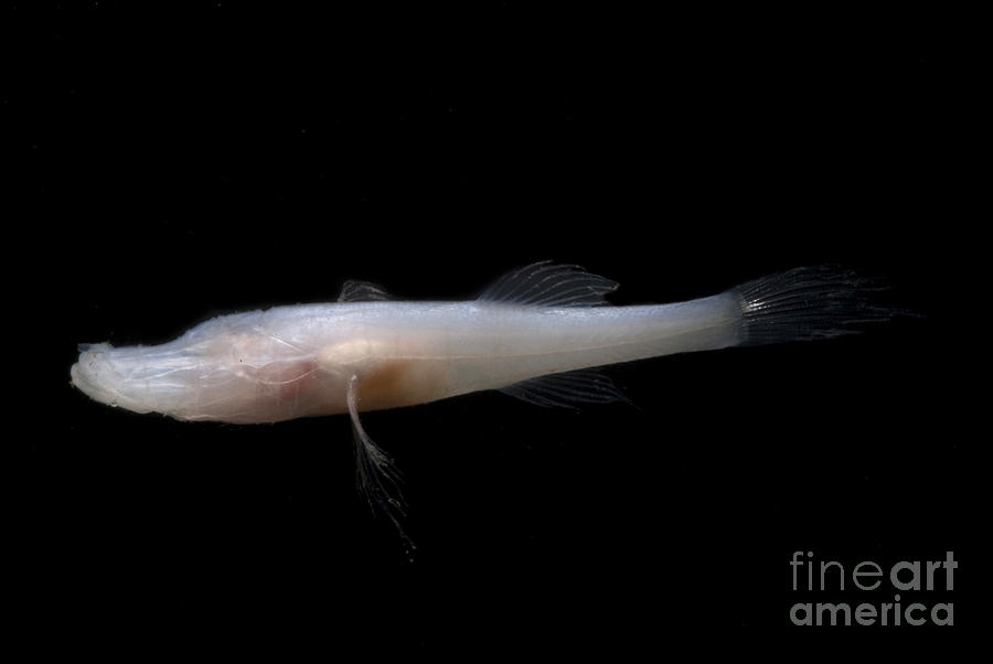 Fish Photograph - Alabama Cavefish #4 by Dante Fenolio