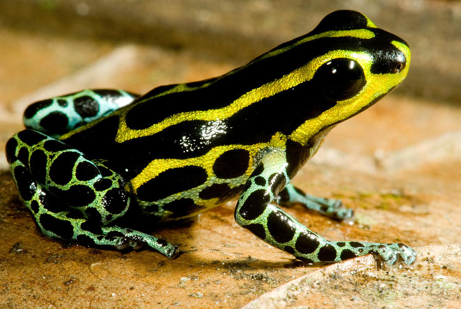 Amazonian Poison Frog #4 Photograph by Dant Fenolio