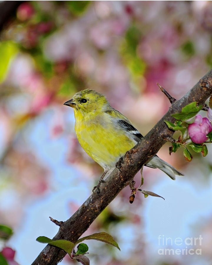 Finch Photograph - American Goldfinch #4 by Betty LaRue