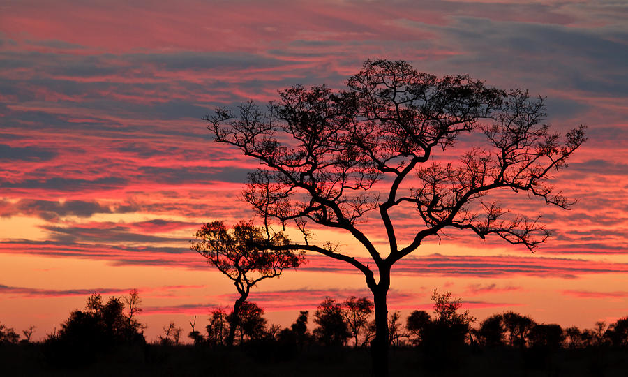 An African Sunset Photograph by Annette Naude | Fine Art America