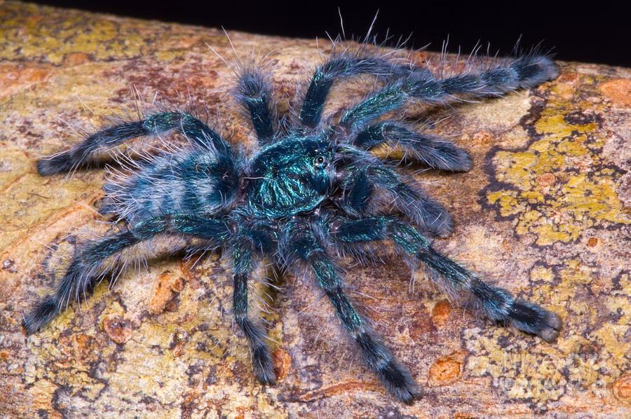 Spider Photograph - Antilles Pinktoe Tarantula #6 by Dante Fenolio