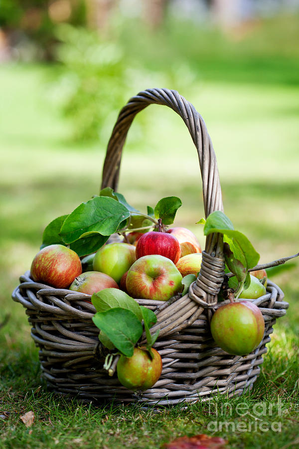 Apples in basket #4 Photograph by Kati Finell