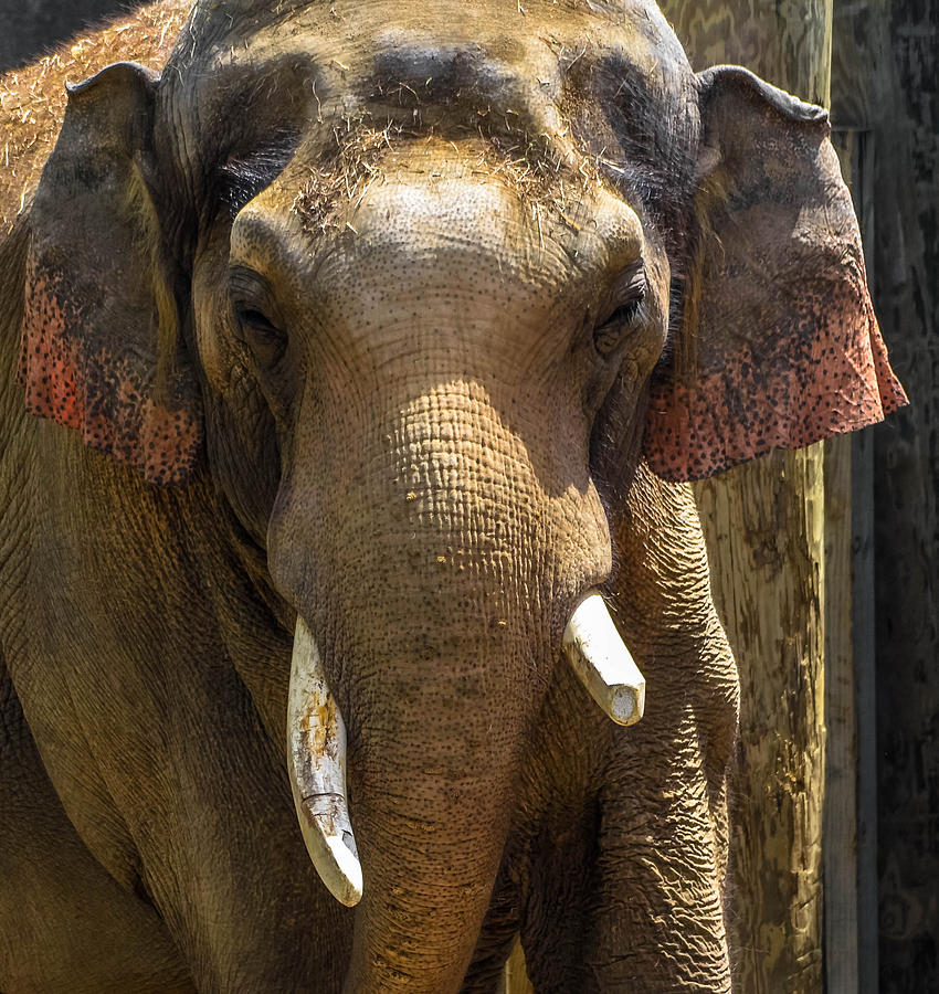 Asian Elephant #2 Photograph by Brian Stevens
