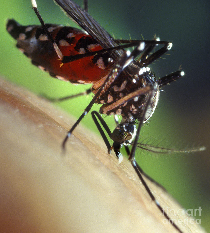 Animal Photograph - Asian Tiger Mosquito #4 by Science Source