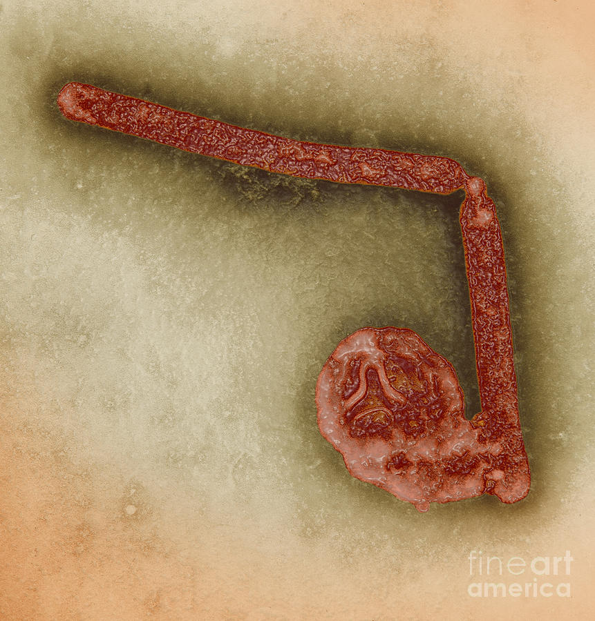 Avian Influenza A H5n1 #4 Photograph by Science Source