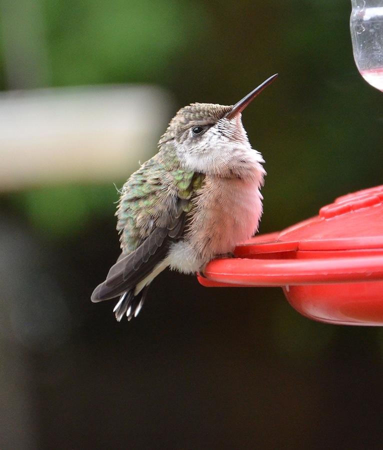Baby Hummingbird Photograph by Dorrie Pelzer
