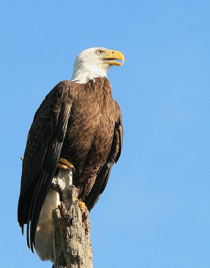 Bald Eagle Photograph by Ira Runyan - Fine Art America