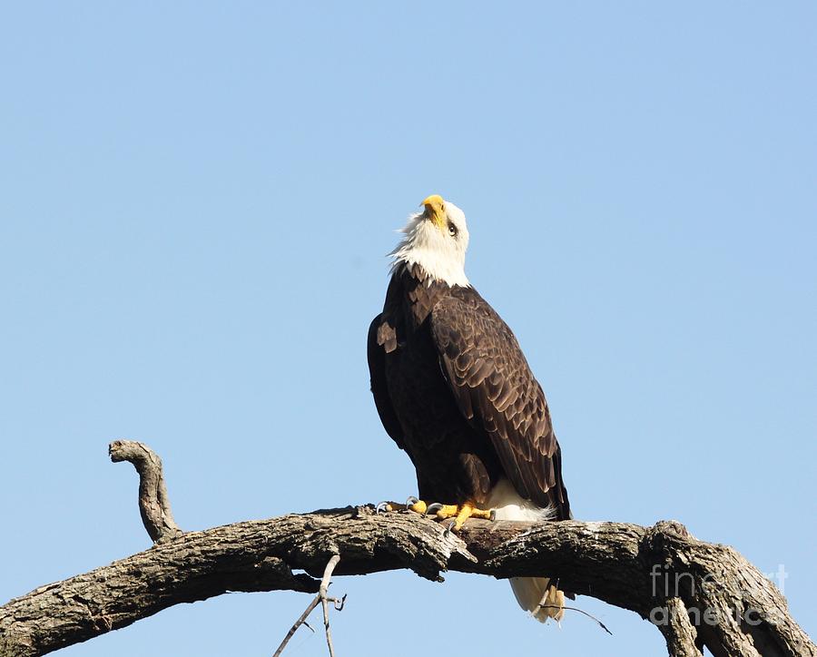 Bald Eagle #4 Photograph by Jack R Brock