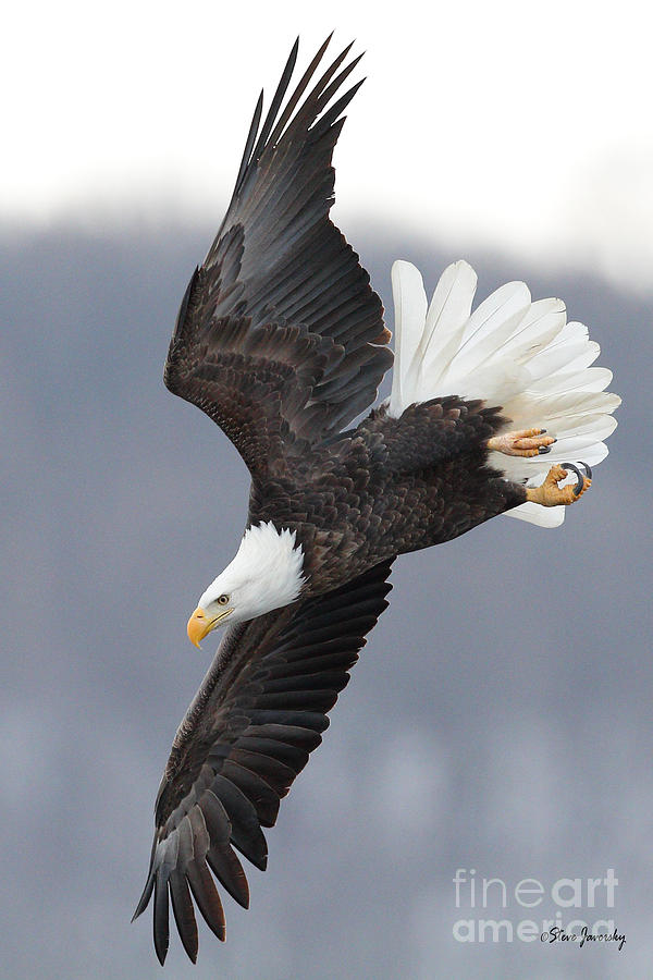 Bald Eagle #4 Photograph by Steve Javorsky
