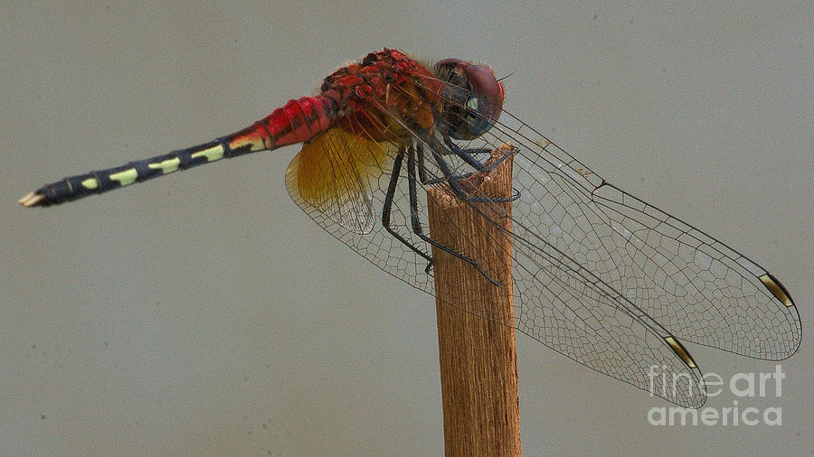 Barbet dragonfly #4 Photograph by Mareko Marciniak