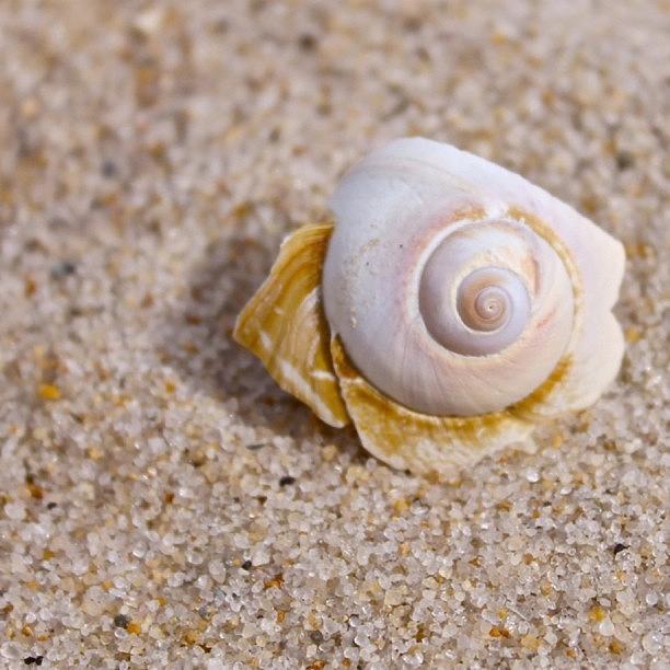 Beach Photograph - Shell Game by Justin Connor