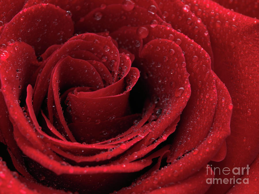 Beautiful Red Rose #4 Photograph by Maxim Images Exquisite Prints