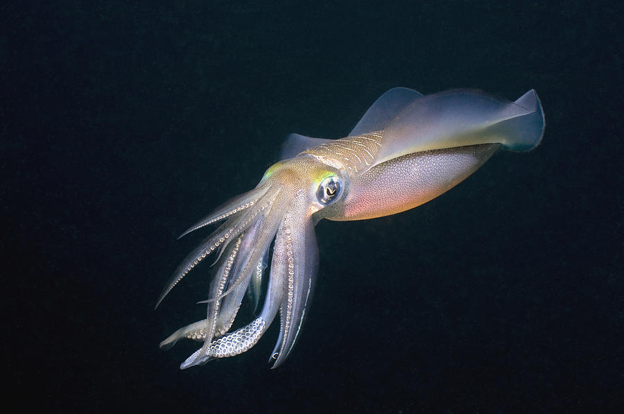 Wildlife Photograph - Bigfin Reef Squid #4 by Georgette Douwma